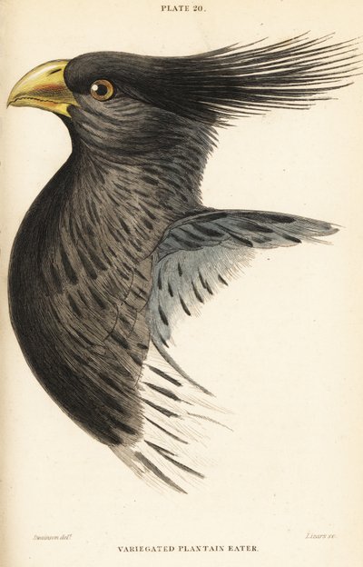 Cabeza del turaco occidental, Crinifer piscator de William Home Lizars