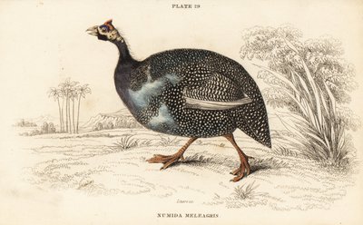 Gallina de Guinea con casco, Numida meleagris de William Home Lizars