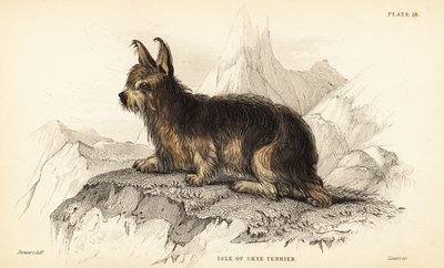 Terrier de la Isla de Skye, Canis lupus familiaris de William Home Lizars
