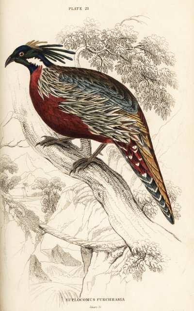 Faisán Koklass, Pucrasia macrolopha de William Home Lizars