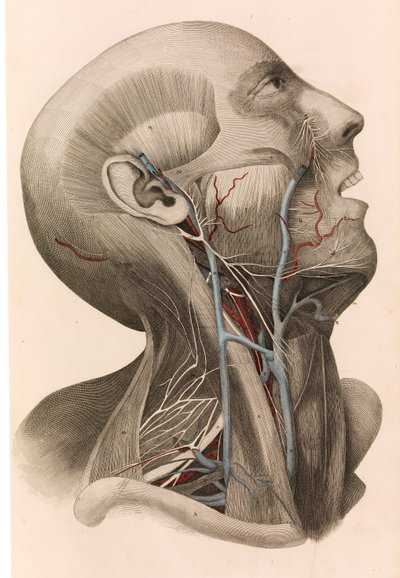Músculos y circulación de la cabeza y el cuello, 1822-26 de William Home Lizars