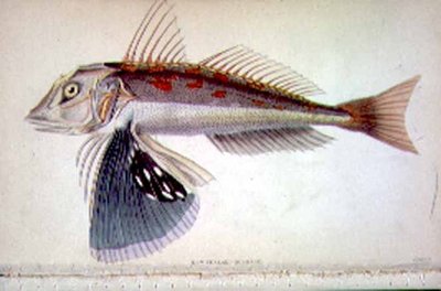 Gurnard de Nueva Zelanda grabado por el artista de 