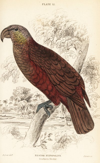 Kaka de Nueva Zelanda, Nestor meridionalis de William Home Lizars