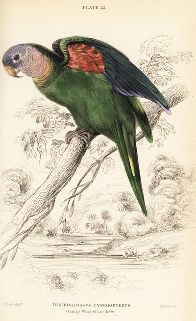 Amazona alinaranja, Amazona amazonica de William Home Lizars