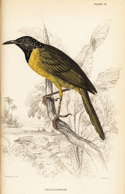 Reyezuelo oropéndola, Hypergerus atriceps de William Home Lizars