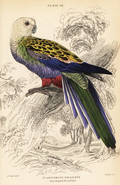 Rosella de cabeza pálida, Platycercus adscitus palliceps de William Home Lizars