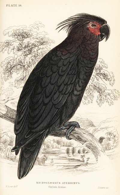 Cacatúa de palma, Probosciger aterrimus de William Home Lizars