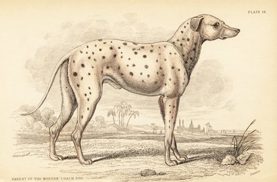 Progenitor del perro de carruaje moderno, Canis lupus familiaris de William Home Lizars