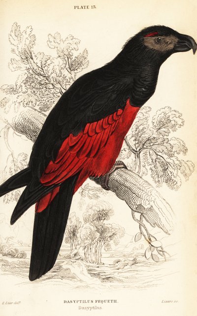 Loro de Pesquet o loro buitre, Psittrichas fulgidus de William Home Lizars