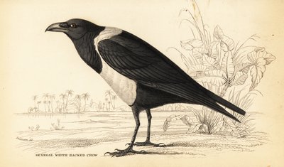 Cuervo pío, Corvus albus de William Home Lizars