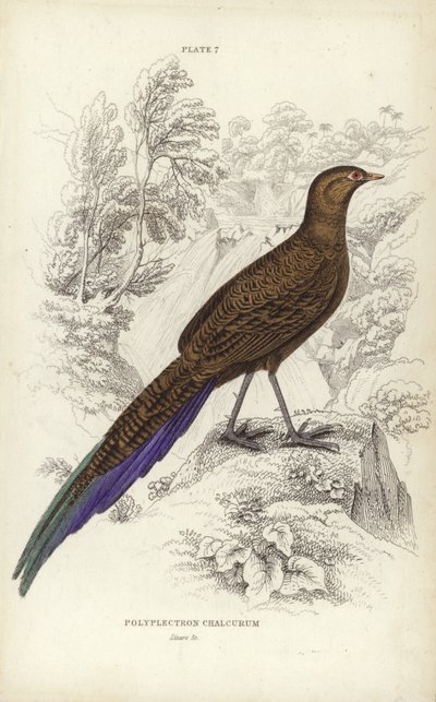 Polyplectron Chalcurum de William Home Lizars