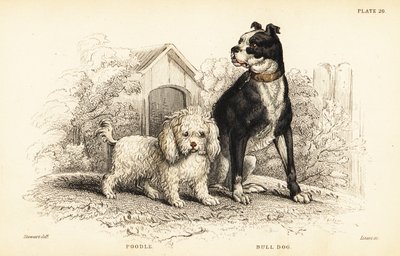 Caniche, Canis aquaticus, y bulldog, Canis anglicus de William Home Lizars