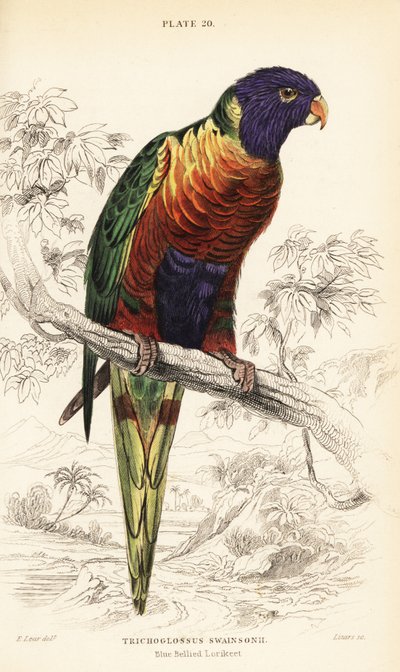Lori arcoíris, Trichoglossus moluccanus de William Home Lizars