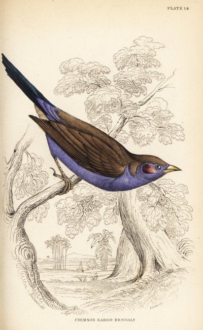 Cordonbleu de mejillas rojas, Uraeginthus bengalus de William Home Lizars