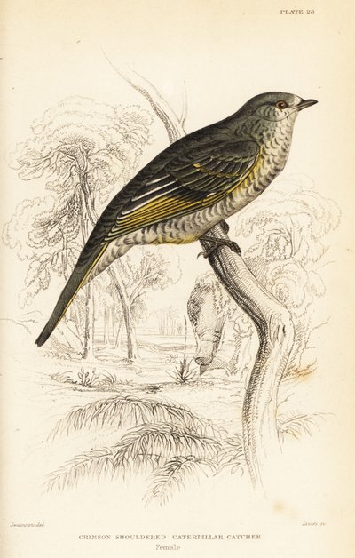 Oruguero de hombros rojos, hembra, Campephaga phoenicea de William Home Lizars
