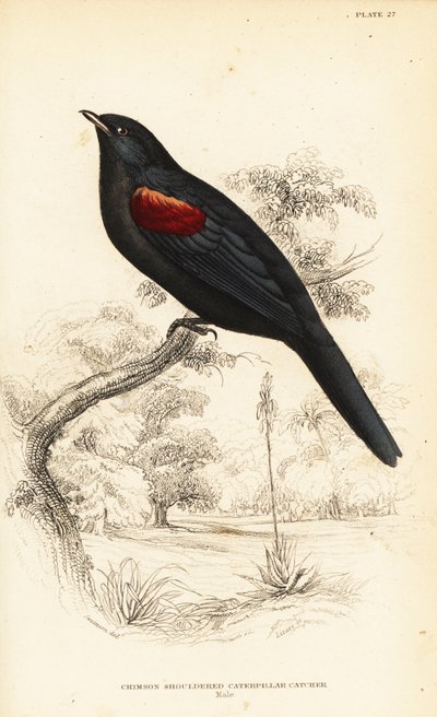 Oruguero de hombros rojos, macho, Campephaga phoenicea de William Home Lizars