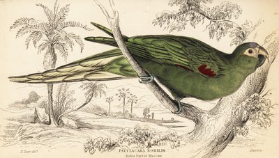 Guacamayo de hombros rojos, Diopsittaca nobilis de William Home Lizars