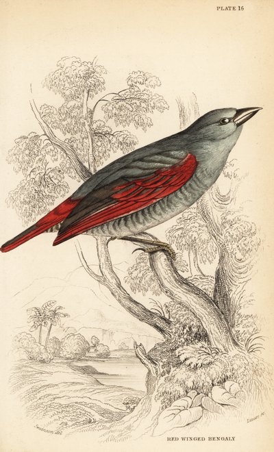 Pytilla de alas rojas, Pytilia phoenicoptera de William Home Lizars