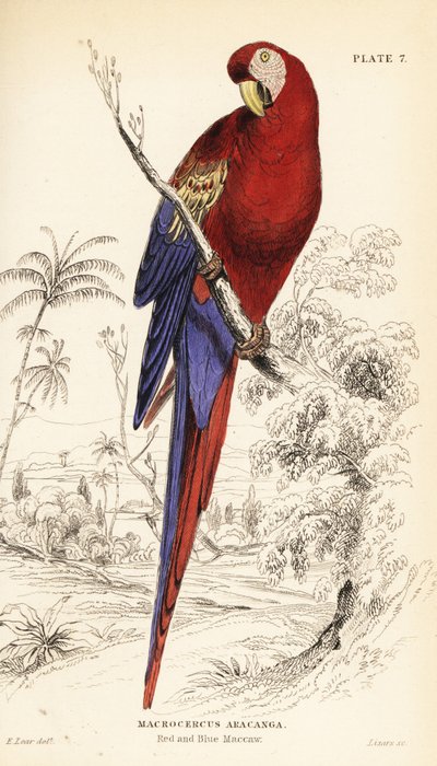 Guacamayo escarlata, Ara macao de William Home Lizars