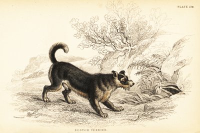 Terrier escocés, Canis lupus familiaris de William Home Lizars