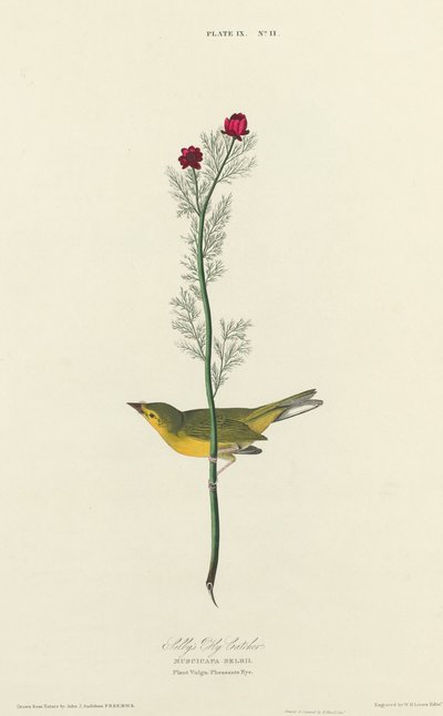 Atrapamoscas de Selby, 1827 de William Home Lizars