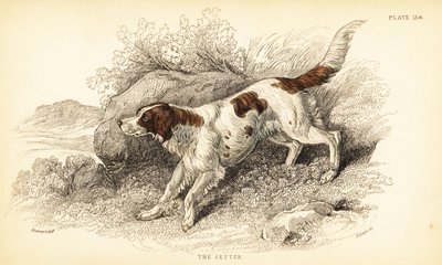 Setter, Canis lupus familiaris de William Home Lizars