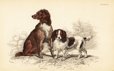 Setter y cocker spaniel, Canis lupus familiaris de William Home Lizars