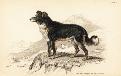 Perro pastor o perro ovejero, Canis lupus familiaris de William Home Lizars