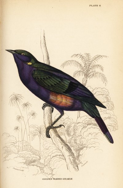 Estornino brillante espléndido (Senegal), Lamprotornis splendidus chrysonotis de William Home Lizars