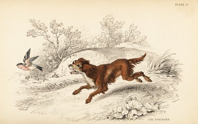 Springer o spaniel inglés, Canis lupus familiaris de William Home Lizars