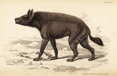 Hiena rayada, Hyaena hyaena (hiena desnuda del desierto, Hyaena vulgaris) de William Home Lizars