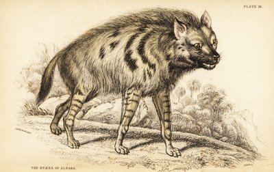 Hiena rayada, Hyaena hyaena de William Home Lizars
