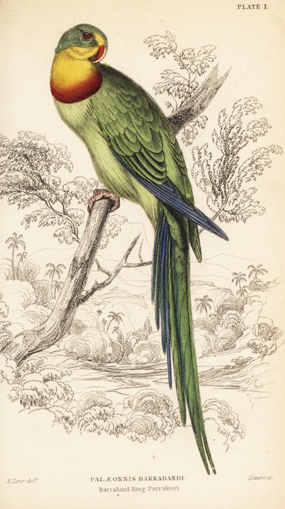 Loro soberbio, Polytelis swainsonii de William Home Lizars