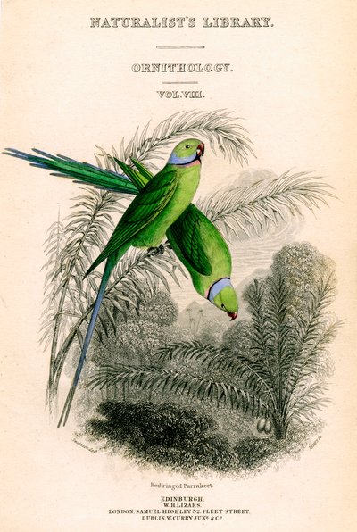 La Biblioteca de los Naturalistas, Ornitología Vol VIII, Periquito de anillo rojo, c. 1833-1865 de William Home Lizars
