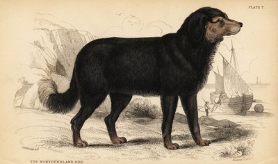 El perro de Terranova, Canis lupus familiaris (Canis terranovae) de William Home Lizars