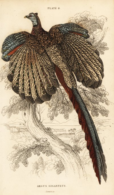 El gran argus, Argusianus argus de William Home Lizars