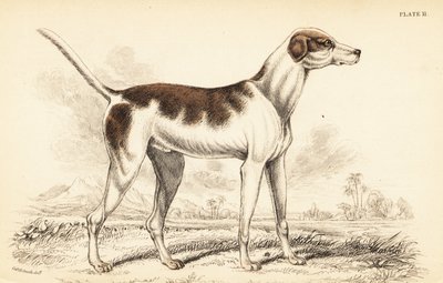 El sabueso oriental, Canis lupus familiaris de William Home Lizars