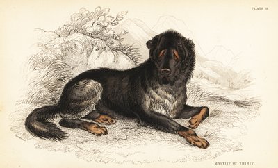 Mastín tibetano, Canis lupus familiaris de William Home Lizars