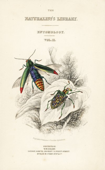 Portada con viñeta del escarabajo joya, Chrysochroa fulminans, y escarabajo diamante de ala parcheada, Curculio splendens de William Home Lizars