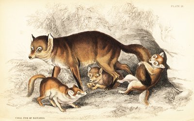 Variedad de zorro rojo, Vulpes vulpes, con cachorros de William Home Lizars