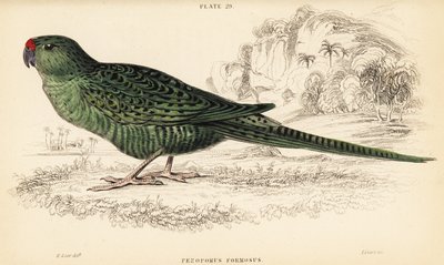 Papagayo terrestre occidental, Pezoporus flaviventris de William Home Lizars