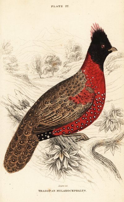 Tragopan occidental o tragopan cornudo occidental, Tragopan melanocephalus de William Home Lizars