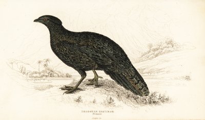 Tragopan occidental o tragopan cornudo occidental, hembra, Tragopan melanocephalus de William Home Lizars