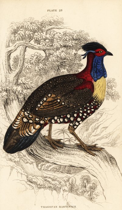 Tragopan occidental o tragopan cornudo occidental, macho, Tragopan melanocephalus de William Home Lizars