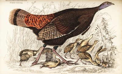 Pavo salvaje, hembra y joven, Meleagris gallopavo de William Home Lizars