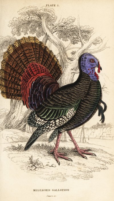 Pavo salvaje, macho, Meleagris gallopavo de William Home Lizars