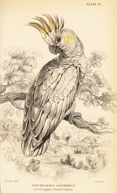 Cacatúa de cresta amarilla, Cacatua sulphurea de William Home Lizars