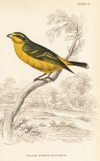 Canario de frente amarilla (Senegal), Crithagra mozambica caniceps de William Home Lizars