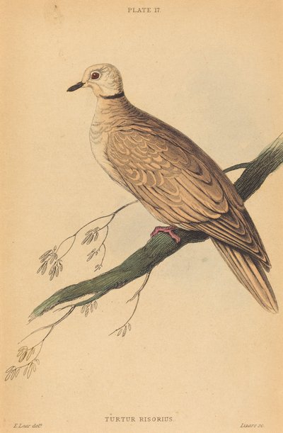 Turtur Risorius de William Home Lizars after Edward Lear