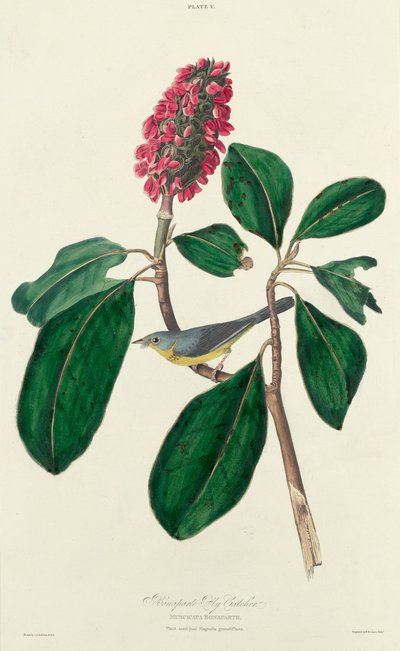 Mosquero de Bonaparte de William Home Lizars after John James Audubon